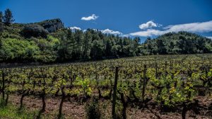 Vignes Cabernet Dalmeran