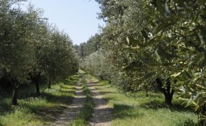 Oliviers domaine Dalmeran